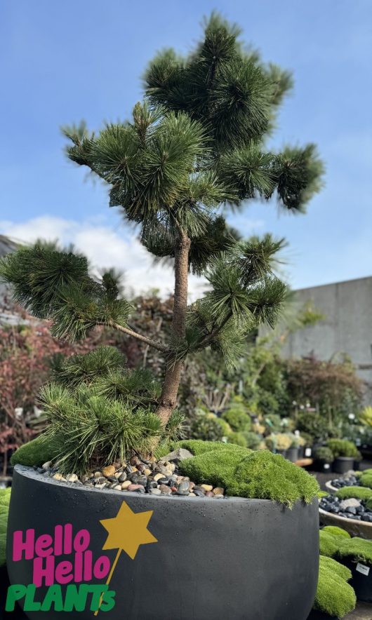 The Pinus 'Japanese Black Pine' 20" Pot (Tree Art) stands majestically, surrounded by smaller plants and flourishing under a clear blue sky.