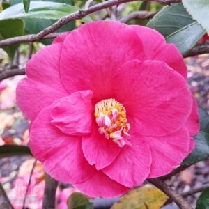 Camellia japonica 'The Czar'