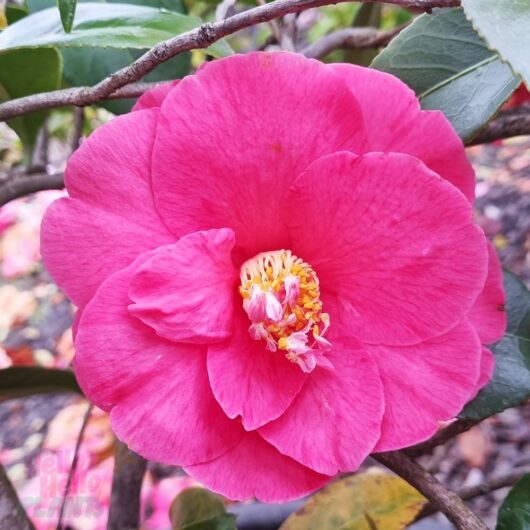 Camellia japonica 'The Czar'