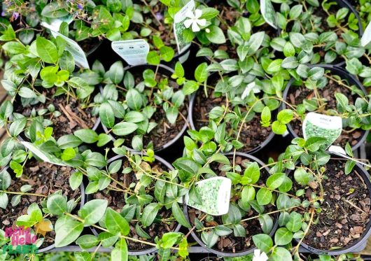 From above, you can see a vibrant assortment of potted plants with green leaves, each in its own labeled 6" pot. The Vinca 'White Flowering Periwinkle' stands out among them, adding a touch of elegance to the collection.