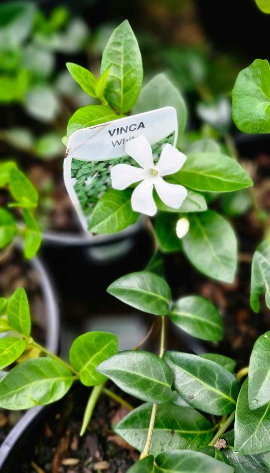 The Vinca 'White Flowering Periwinkle' in a 6" pot is flourishing with its white blooms and glossy green leaves, featuring a label that reads "Vinca White.