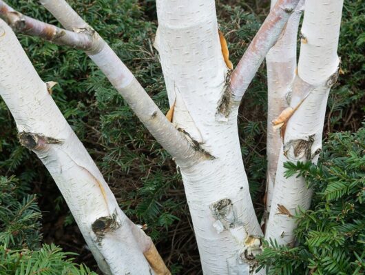 Hello Hello Plants Betula utilis 'Jacquemontii' Himalayan Birch white bark