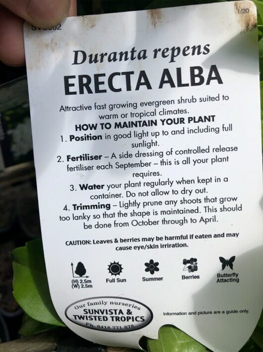 Hello hello plants Duranta Erecta Alba label 2