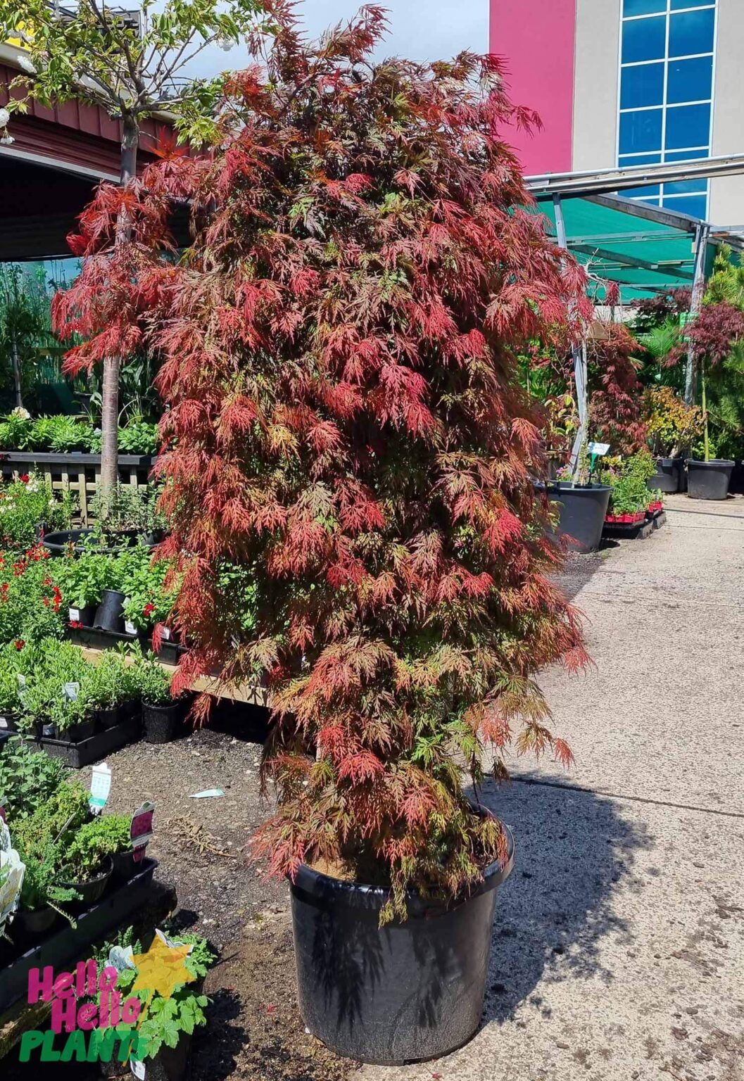 Acer 'Orangeola' Japanese Maple 20