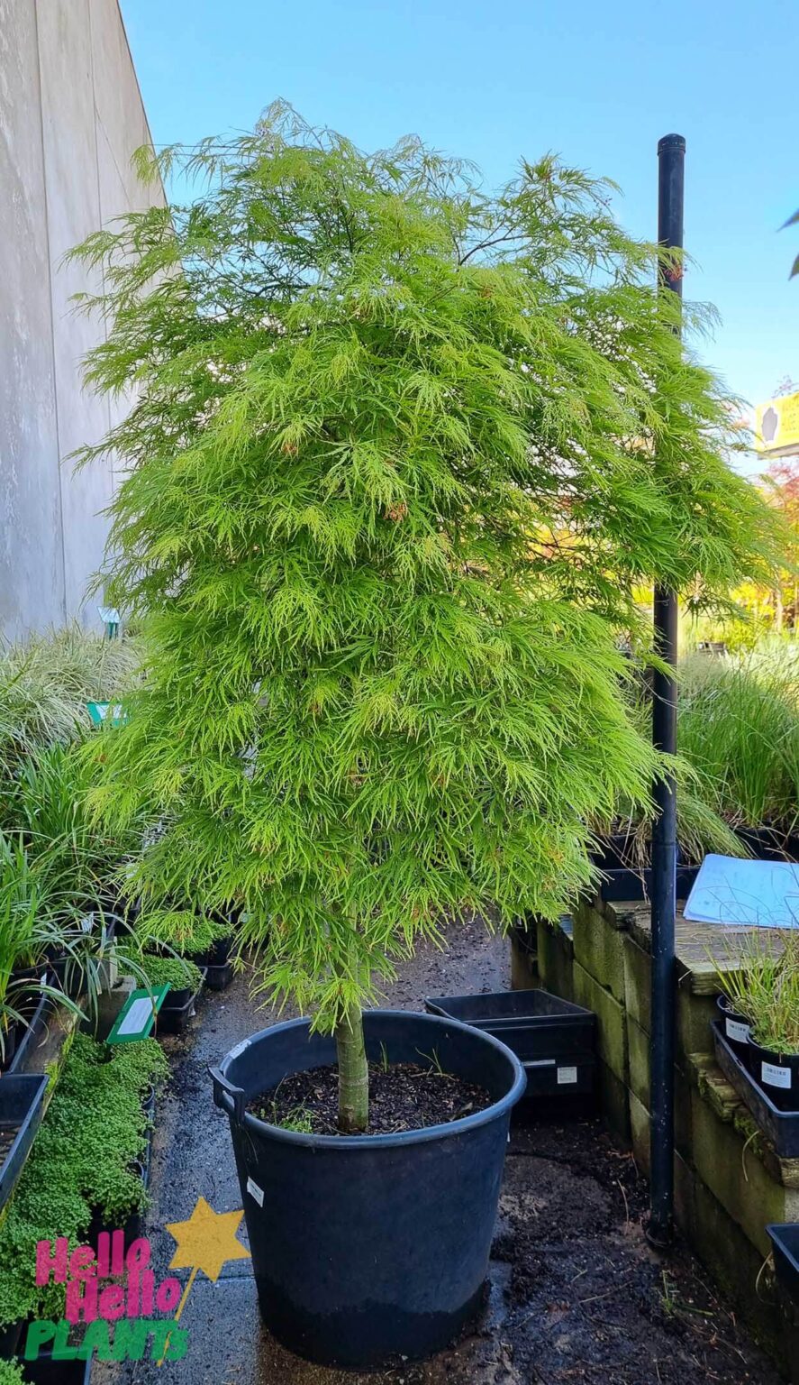 Acer Palmatum Viridis Japanese Maple 230l Hello Hello Plants 