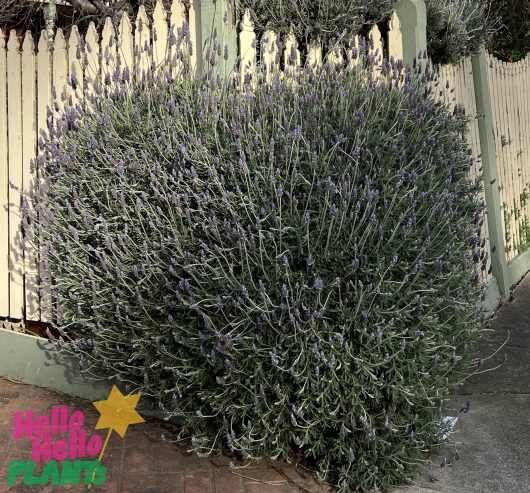 A large, dense Lavandula 'French' Lavender bush in front of a white picket fence, with the Hello Hello Plants logo in the bottom left corner.