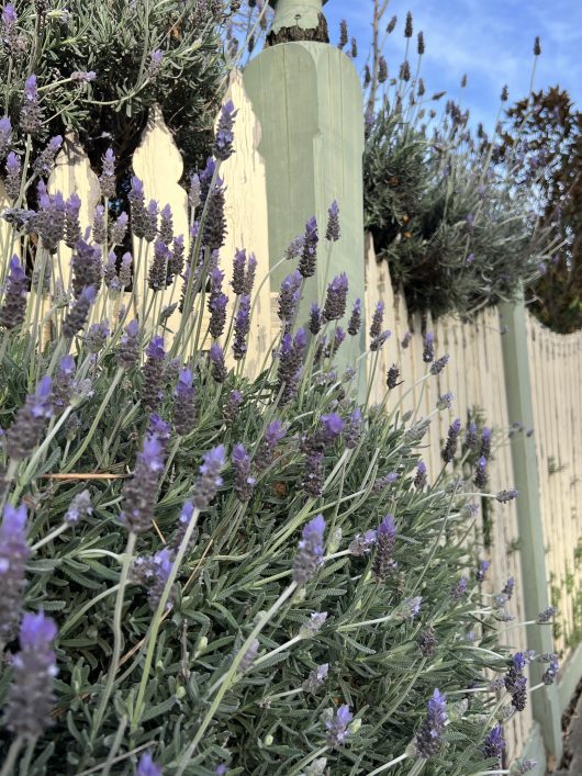 Close-up of Lavandula 'French' Lavender thriving along a light green wooden fence under a blue sky.