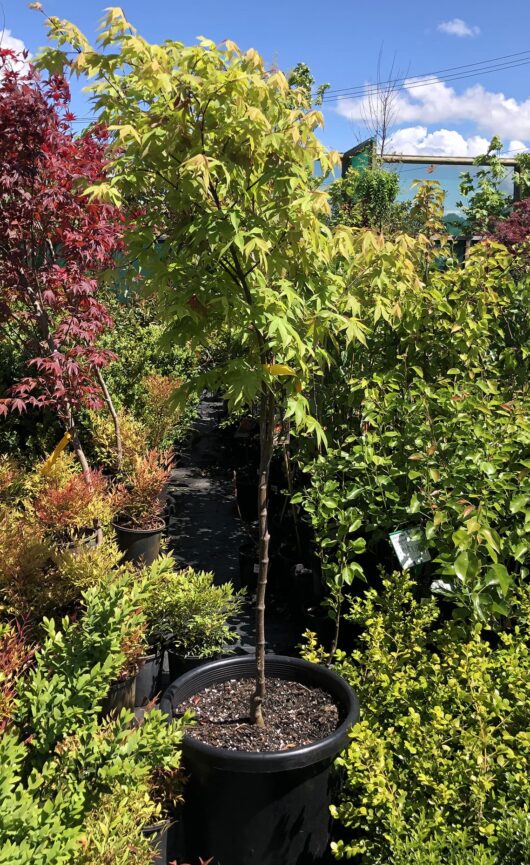 Hello Hello Plants Acer palmatum Osakasuki 20inch