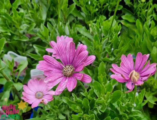 A close-up shot of Osteospermum 'Serenity™ Sunset' African daisies in a 4" pot features three pink blooms with lush green leaves in the background.