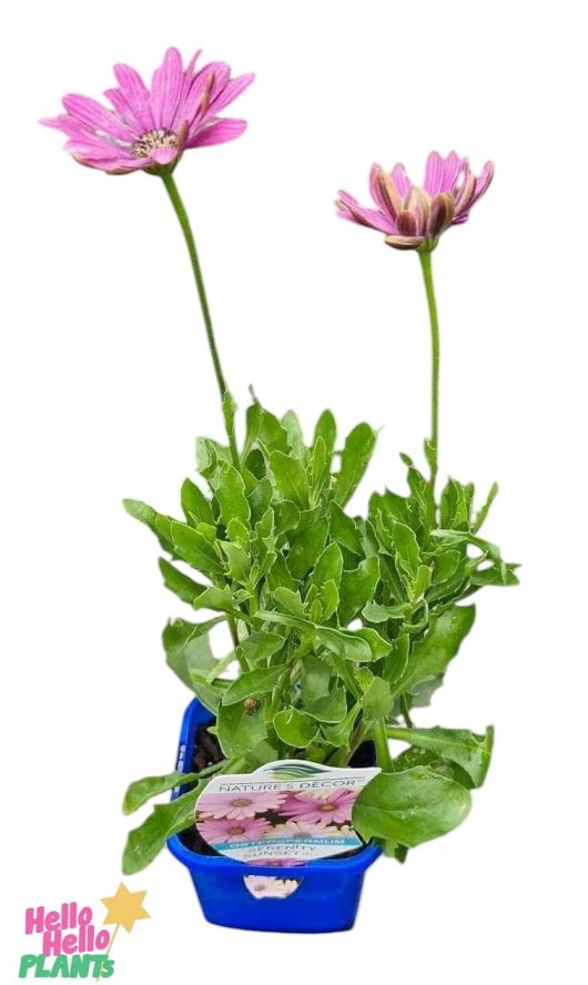 The Osteospermum 'Serenity™ Sunset' African Daisy in a 4" blue pot features vibrant green leaves and two eye-catching pink blooms, capturing the essence of serenity.