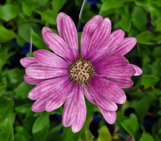 Close-up of the vibrant pink Osteospermum 'Serenity™ Sunset' African Daisy in a 4" pot, featuring a dark center and lush green leaves.