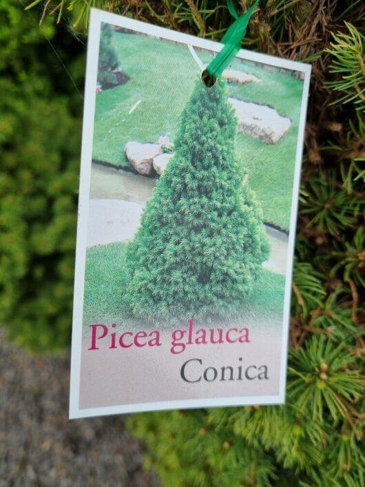 Picea glauca conica White Spruce