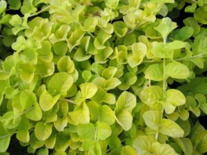 Golden Creeping Jenny