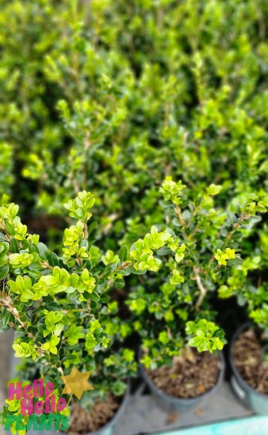 A close-up view of small, leafy green plants in 8" pots, including the Buxus fastigiata 'Upright English Box', arranged closely together.