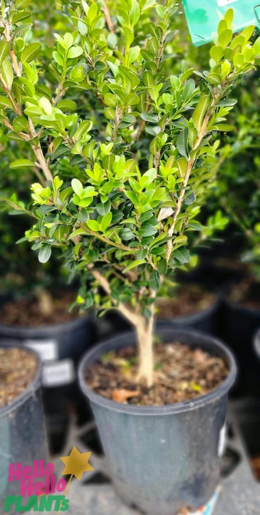 At the nursery, the Buxus fastigiata 'Upright English Box' in an 8" pot flourishes with its small green leaves.