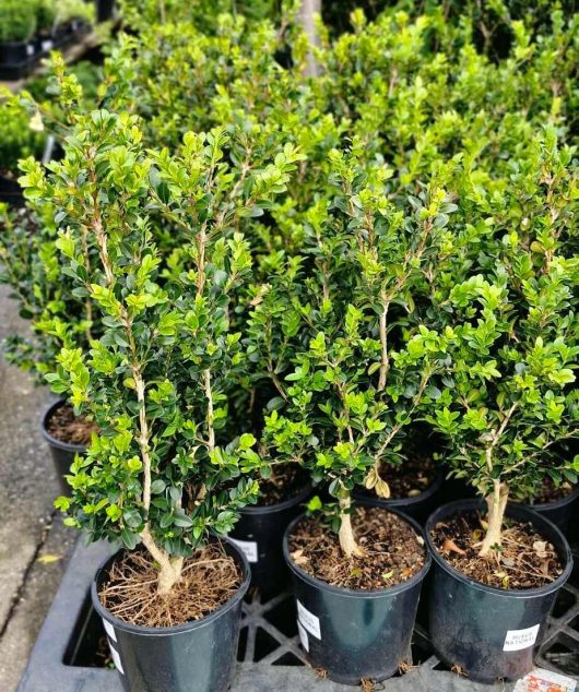 Various small potted shrubs, such as the Buxus fastigiata 'Upright English Box', featuring lush green leaves, are displayed in 8" pots on a rack outdoors.