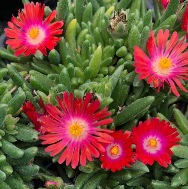 Delosperma 'Red' Ice Plant 6