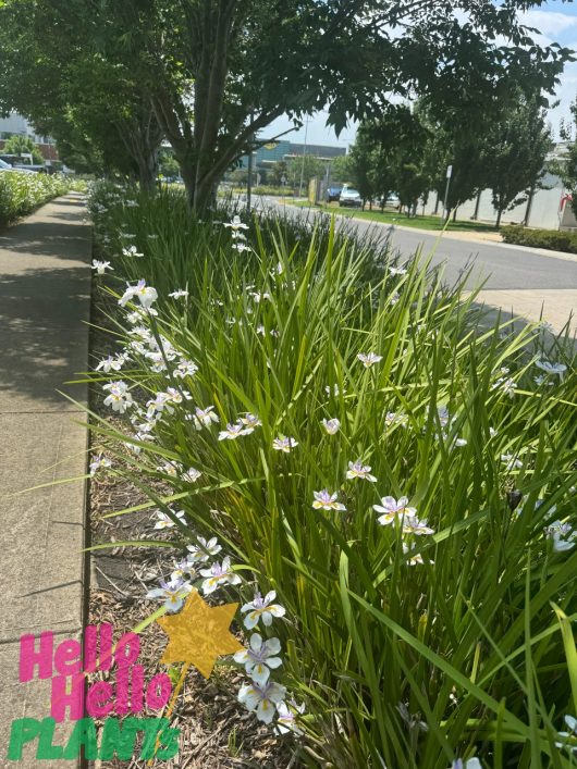 A sidewalk is lined with blooming white flowers and lush green plants, featuring the vibrant Dietes grandiflora 'Wild Iris' in a 10" pot. In the background, trees and a road can be seen. The bottom left corner is adorned with the phrase "Hello Plants" and a star graphic.