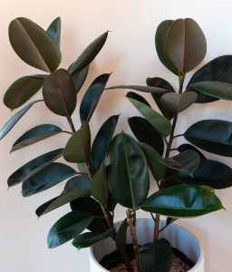 A stunning Ficus 'Lime Splice' Rubber Fig with large, dark green, oval-shaped leaves sits gracefully in an 8" white pot against a neutral wall.