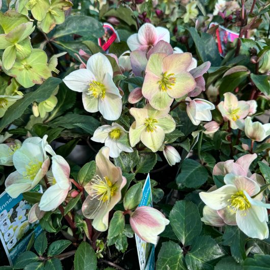 A cluster of pale pink and white Helleborus 'Cinnamon Snow' Hellebore flowers, featuring prominent yellow centers and green leaves.