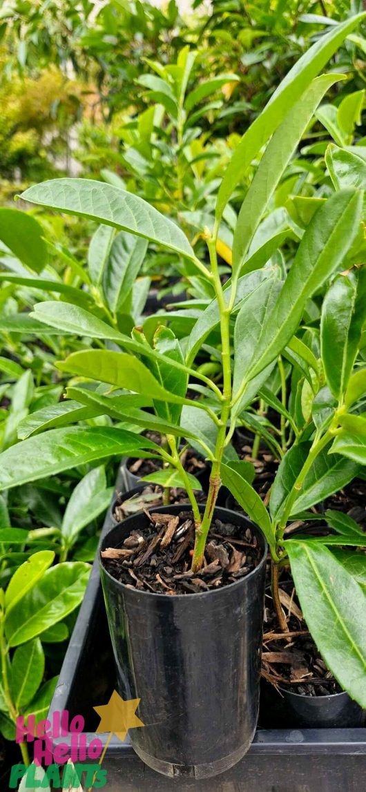 A young Prunus 'Cherry Laurel' with elongated green leaves sits elegantly in a 3" black plastic pot, surrounded by thriving similar plants.