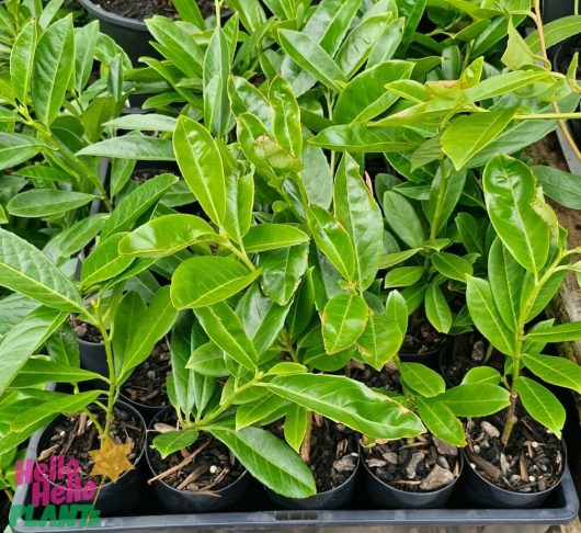 Several small Prunus 'Cherry Laurel' plants nestled in black 3" pots with glossy leaves are arranged closely together.