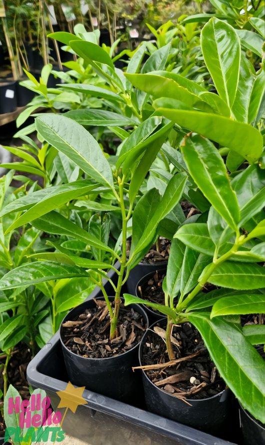 Prunus 'Cherry Laurel' with glossy leaves is showcased in 3" black pots on a shelf at a plant nursery.