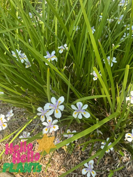 The elegant Dietes grandiflora 'Wild Iris', with its white flowers accented in purple and yellow, blooms among lush green leaves and stems. This beautiful plant is displayed in a 10-inch pot, featuring "Hello Hello Plants" text in the bottom corner.