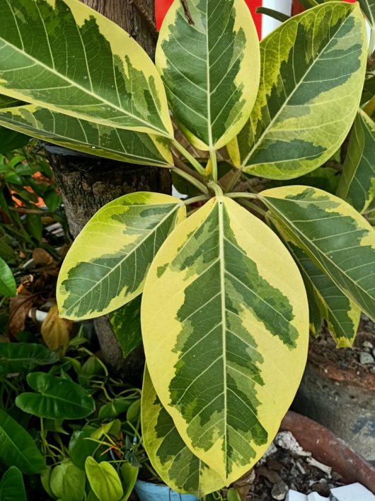 A Ficus 'Lime Splice' Rubber Fig in an 8" pot showcases its large, variegated leaves, a vibrant mix of green and yellow hues. It is situated near a sturdy tree trunk amidst lush surrounding foliage.