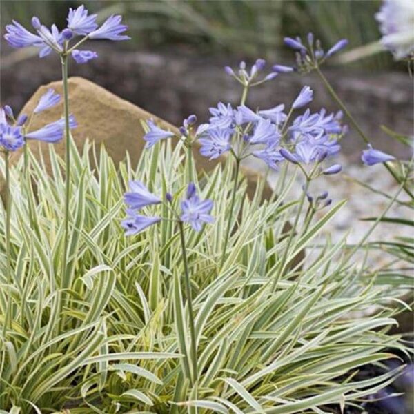 Agapanthus 'Golden Drop' PBR 6