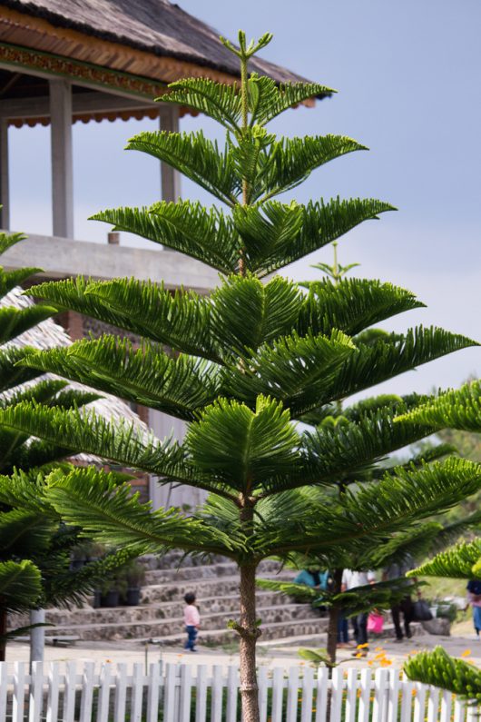 Araucaria 'Cook Pine' (Christmas Tree) 8" Pot