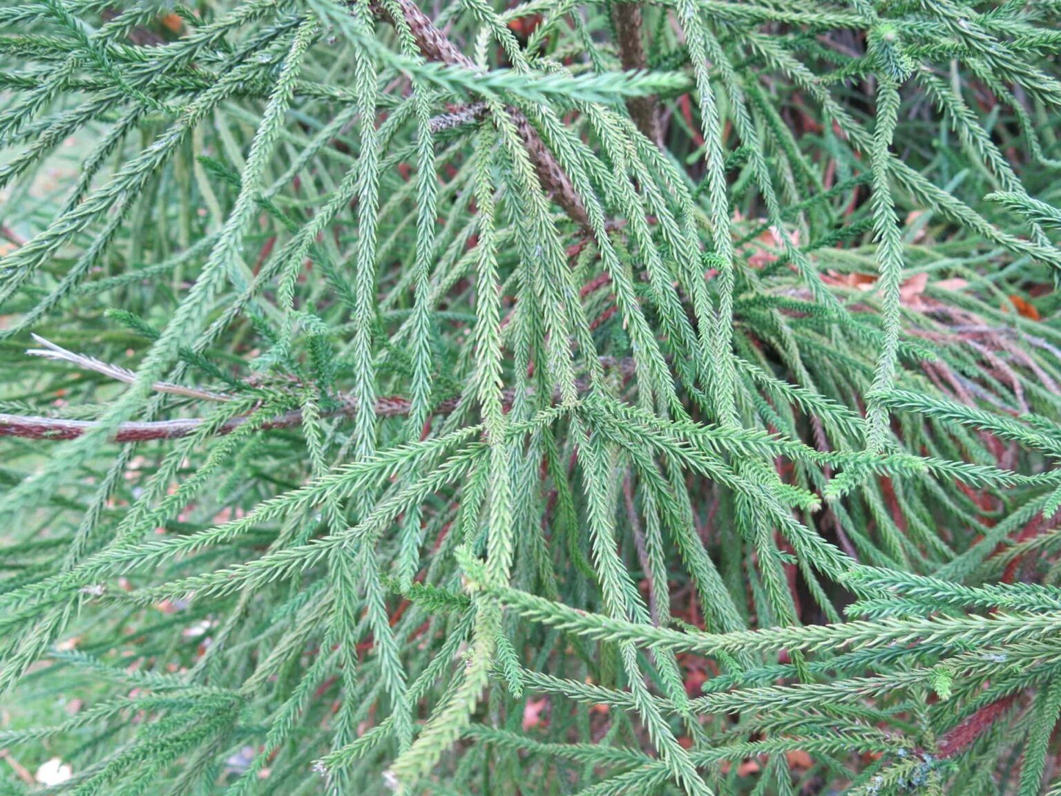 Cryptomeria 'Snake branched Japanese Cedar' 8