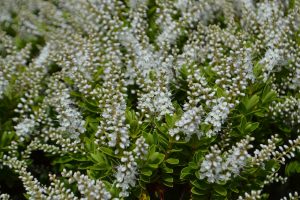 A dense cluster of small white flowers with green leaves thrives in a Hebe 'Wiri Cloud' 10" Pot, showcasing the Hebe 'Wiri Cloud' variety.