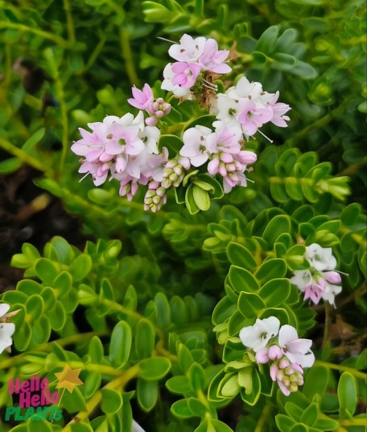 A close-up view of the small white and pink flowers of Hebe 'Wiri Cloud' thriving amidst lush green foliage in a 10" pot.