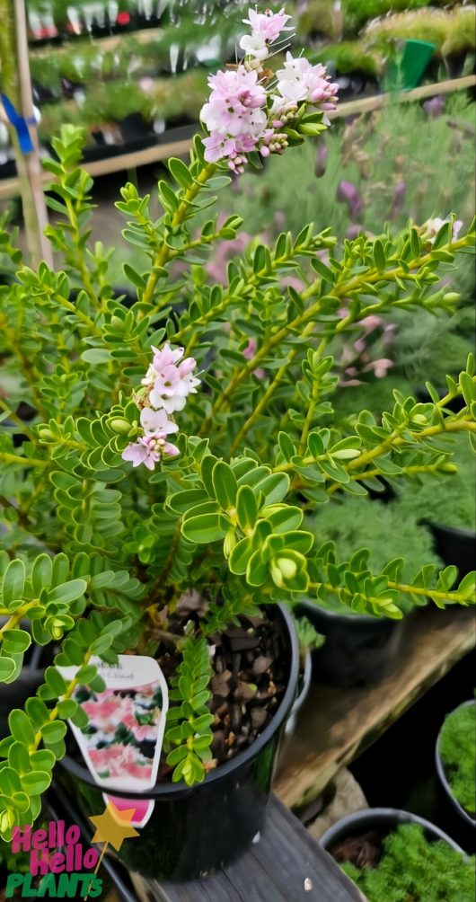 On display at the garden center is a Hebe 'Wiri Cloud' plant with light pink flowers and green variegated leaves, prominently labeled as a 10" Pot. Other potted plants serve as the backdrop.