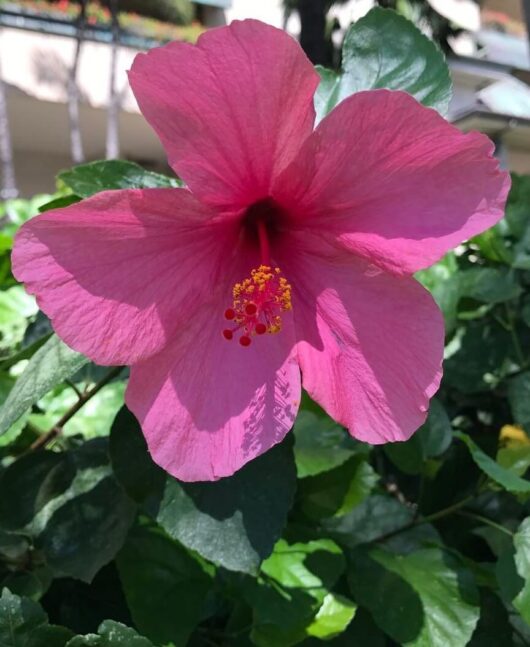 Hibiscus Rio Clara 'Hot Pink' 6" Pot