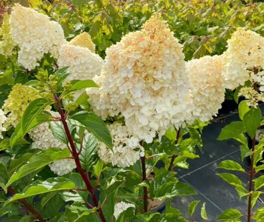 Hydrangea 'Sundae Fraise'