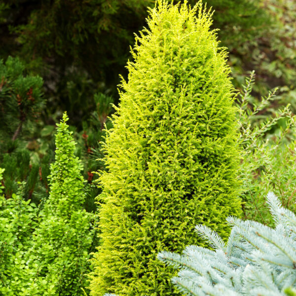 Compact & Dwarf Conifers & Pines Plants - Hello Hello Plants & Garden ...