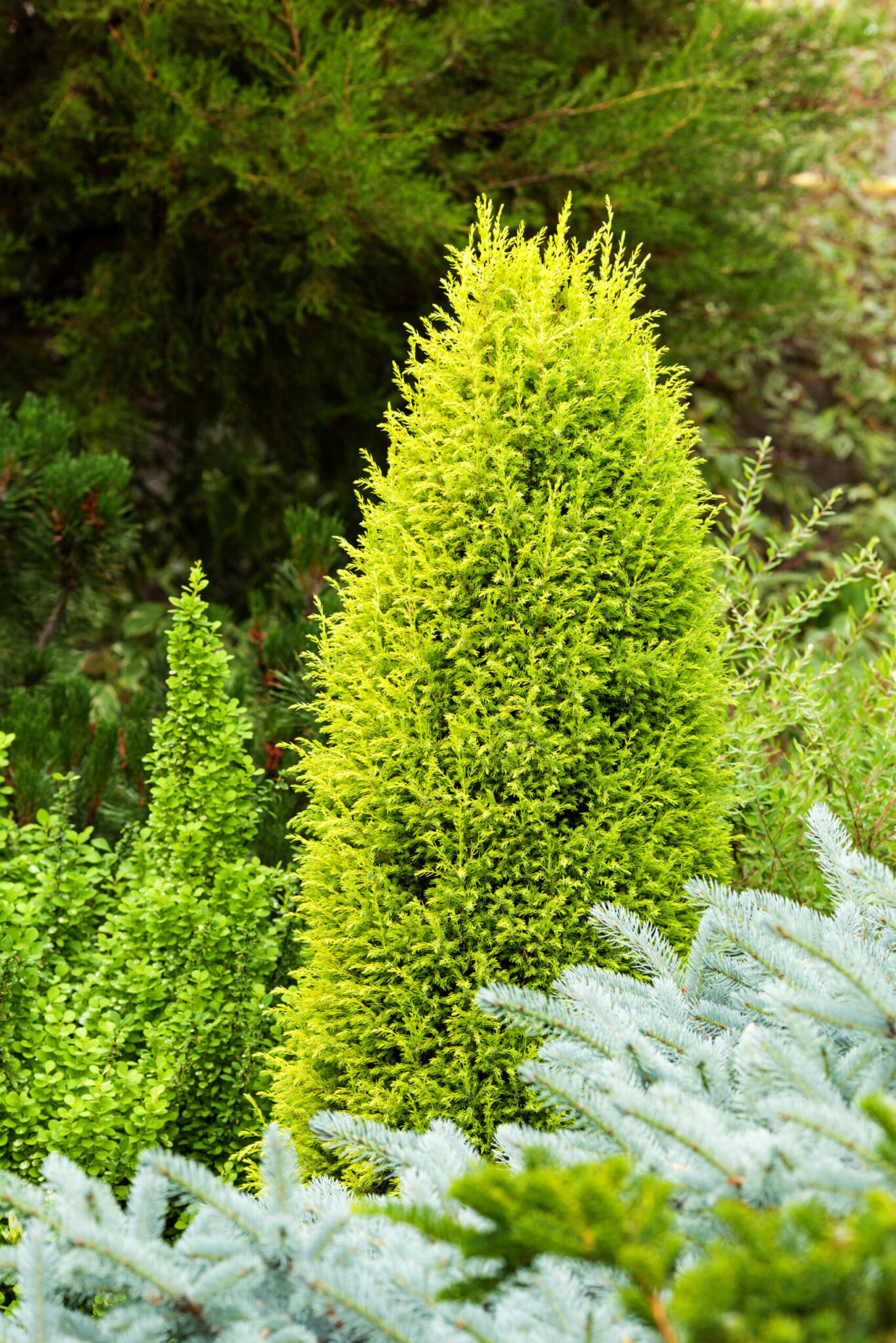 Juniperus communis 'Gold Cone' 8