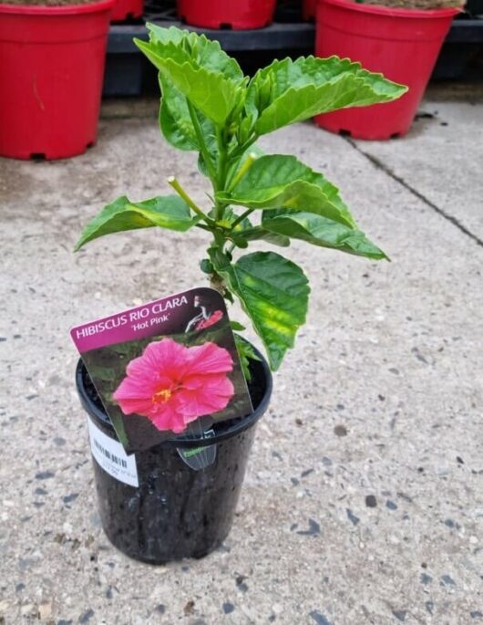 Hibiscus Rio Clara 'Hot Pink' 6" Pot