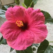 Close-up of Hibiscus Rio Clara 'Hot Pink' in a 6" pot, featuring vibrant pink ruffled petals and a cluster of yellow stamens at the center, set against lush green leaves.