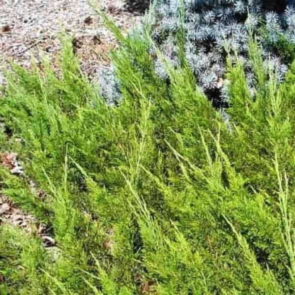 Juniperus sabina 'Buffalo' 8