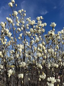 A dense cluster of white flowering branches, including a Rosmarinus 'Prostrate' Rosemary 10" Pot, stands against a bright blue sky, with a parking lot visible in the background.