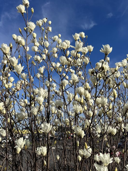 A dense cluster of white flowering branches, including a Rosmarinus 'Prostrate' Rosemary 10" Pot, stands against a bright blue sky, with a parking lot visible in the background.