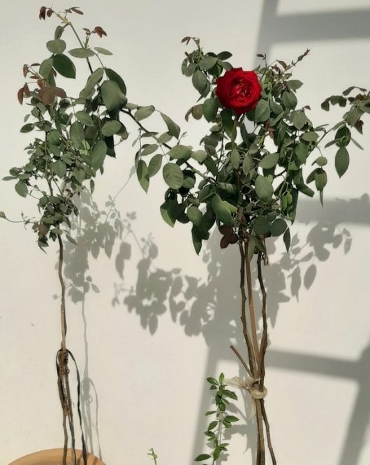 Two Rose 'Mystery' 3ft Standard Roses with lush green leaves stand against a white wall, one showcasing a vibrant red bloom, casting shadows on the wall.