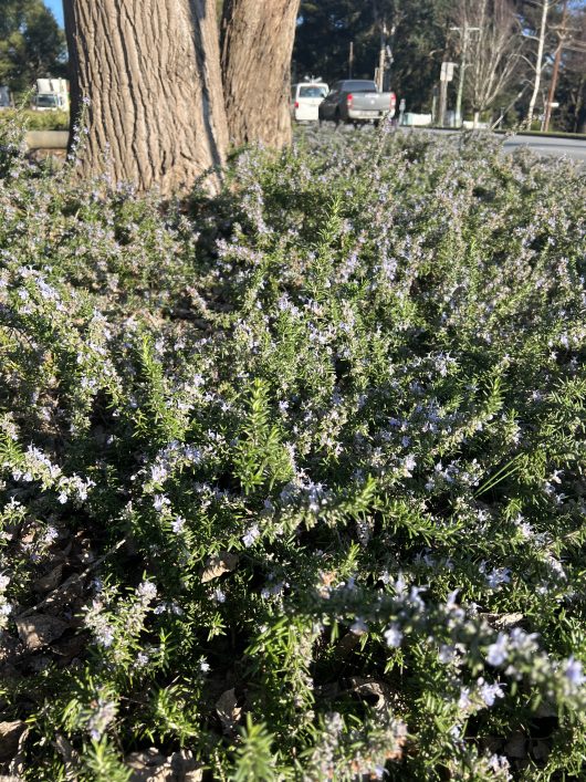 A dense undergrowth of small purple flowers and green foliage, including Rosmarinus 'Prostrate' Rosemary in a 10" pot, flourishes at the base of a tree, with parked cars and a street in the background.