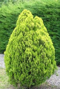 The Juniperus chinensis 'Gold Star' 8" Pot features a conical green bush with dense foliage, elegantly set amidst grass and gravel, with a tall lush hedge in the backdrop.