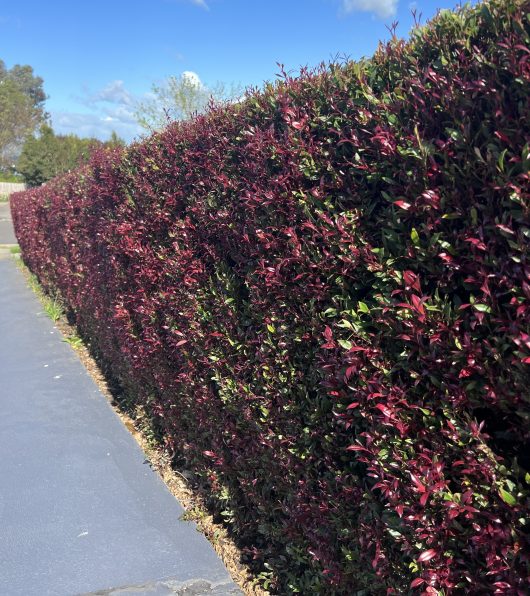 A tall hedge with green and reddish leaves, including vibrant Rosmarinus 'Prostrate' Rosemary in a 10" pot, lines a paved walkway under a clear blue sky.