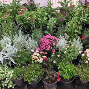 Hello Hello Garden Plants & Supplies shop - buy plants online.