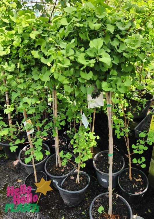 Potted trees with vibrant green foliage, such as the Ginkgo mariken 'Dwarf Maidenhair' in a 12" pot, are highlighted with informative tags at the garden center.